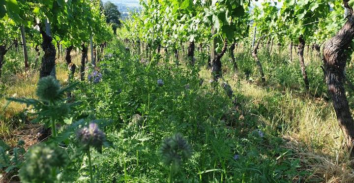 Weingut Gutsausschank Eibinger Zehnthof